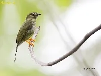 Chiroxiphia linearis